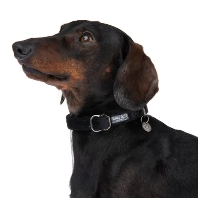 Chien portant un collier noir avec médaille ronde et étiquette visible : Nomad Tales Adventure.