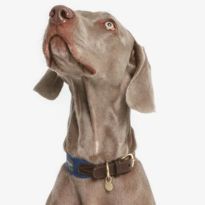 Hund mit braunem Lederhalsband und blauer Stoffverzierung, goldene Schnalle und Anhänger sichtbar. Hund mit braunem Lederhalsband und blauer Stoffverzierung, goldene Schnalle und Anhänger sichtbar.