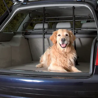 Chien assis dans le coffre d’une voiture équipée d’une grille de séparation en métal noir entre le coffre et les sièges arrière.