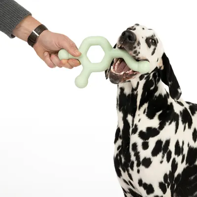 Chien dalmatien tenant un jouet en plastique vert clair en forme de molécule, tenu par une main humaine. Jouet pour chien visible en utilisation.