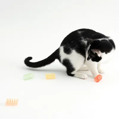 Chat noir et blanc jouant avec quatre ressorts en plastique colorés (vert, jaune, orange) sur fond blanc. Les ressorts sont posés au sol autour du chat.