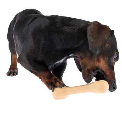Dog playing with a beige bone-shaped chew toy.