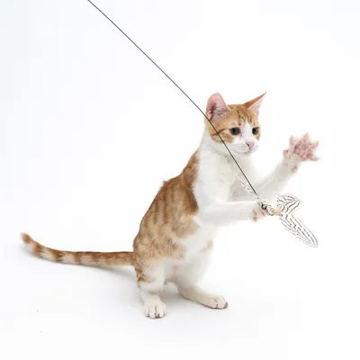 Rote und weisse Katze spielt mit einer Angelspielzeug mit einem Federanhänger.