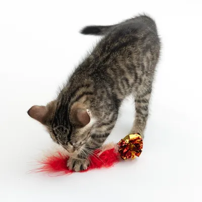 Tigrerad katt leker med rött fjäderleksak och glänsande boll.