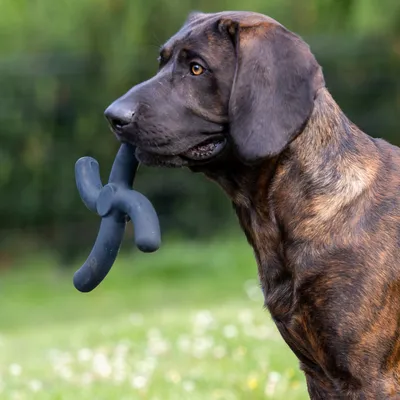 Cane con gioco da masticare nero a forma di croce in bocca, in piedi su un prato.
