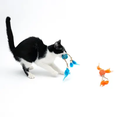 Chat noir et blanc jouant avec une balle en corde bleue à plumes, une deuxième balle orange à plumes posée au sol à côté.