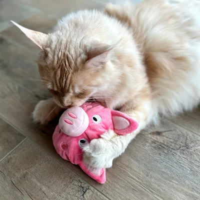 Chat beige jouant avec une peluche rose en forme de tête de cochon sur un sol en bois. La peluche semble être en tissu doux.