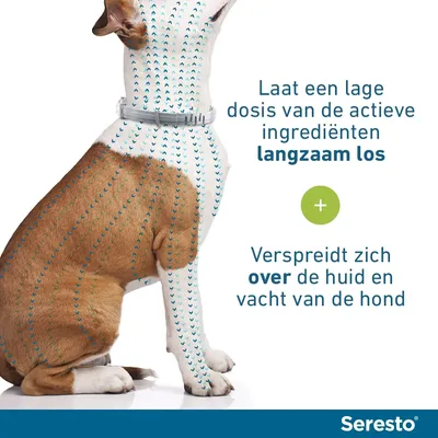 Seresto vlooien- en tekenband voor Kleine honden (< 8 kg) ≤ 8 kg (Halsband 38 cm) - 2 x Seresto vlooienhalsband honden