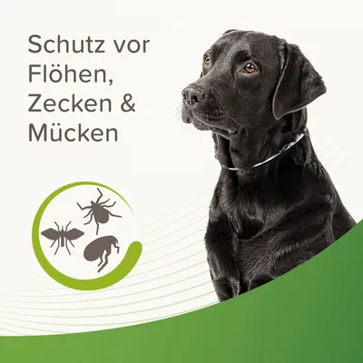 Schutz vor Flöhen, Zecken und Mücken. Schwarzer Hund mit Halsband, Symbolgrafik für Insekten.