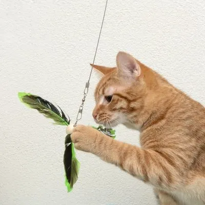 Kortharige oranje kat speelt met een hengelspeeltje met groene en zwarte veren aan een draad.