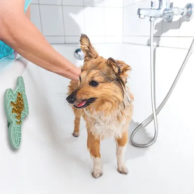 Chien mouillé dans une baignoire, personne le tenant pour le laver. Tapis d’occupation en forme d’os fixé sur la paroi de la baignoire, pommeau de douche visible.