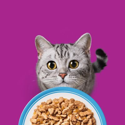Un chat gris regarde une gamelle de nourriture humide sur un fond violet.