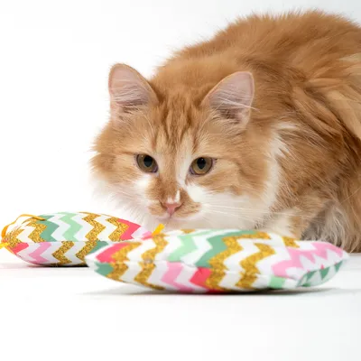 Gato rojo observa dos juguetes coloridos con patrón de zigzag en verde, rosa y dorado sobre fondo blanco. Gato rojo observa dos juguetes coloridos con patrón de zigzag en verde, rosa y dorado sobre fondo blanco.