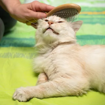 Hand bürstet das Fell einer entspannten Katze mit einer Holzbürste.