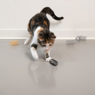 Kissa leikkii metallista ja muovista valmistetulla spiraalimaisella lelulla sileällä lattialla. Lisää spiraaleja taustalla.