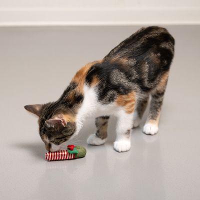 Kissa tutkii punavalkoraidallista lelua, jossa on vihreää ja punaista koristetta, harmaalla lattialla.
