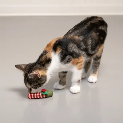 Cat examining a red and white striped toy with green and red decor on a grey floor.