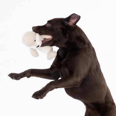 Cane marrone gioca con un peluche bianco a forma di orso.
