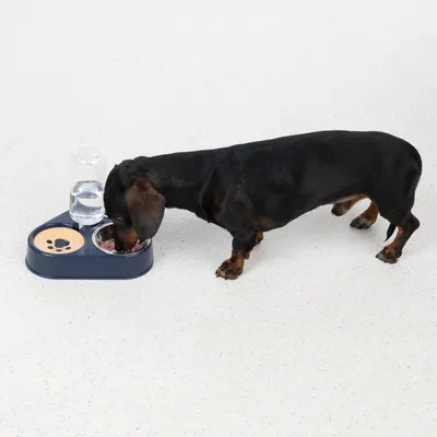 Dog eating from a feeding station with integrated water dispenser and bowl. Station in dark blue with paw motif on yellow insert.