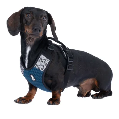 Teckel portant un harnais bleu et noir avec détails gris, marque EAG, sangles réglables visibles sur le dos du chien.