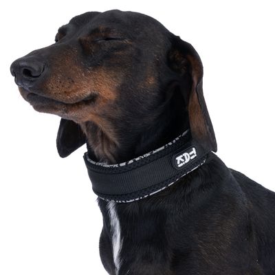 Chien portant un collier noir avec logo XD, matière textile visible, fermeture à boucle non montrée.