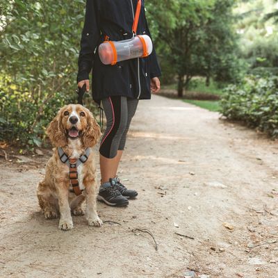 Hund mit Geschirr und Person, die eine tragbare Wasserflasche mit orangefarbenem Gurt trägt, auf einem Waldweg.