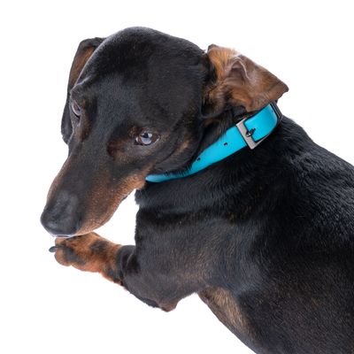 Pies z niebieską skórzaną obrożą, widoczna srebrna klamra.