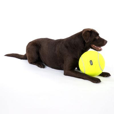 Cane marrone sdraiato accanto a una grande palla da tennis gialla con la scritta T2K.