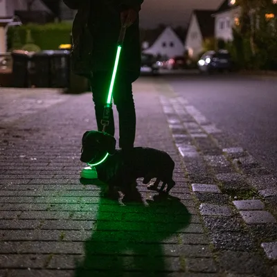 Hund mit leuchtendem grünen Halsband und Leine bei Nacht auf Gehweg. Sichtbarkeit im Dunkeln durch LED-Beleuchtung.