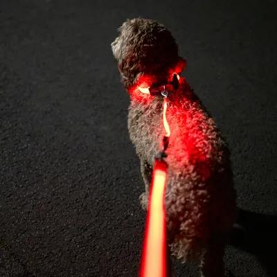 Hund mit leuchtendem roten LED-Halsband und Leine bei Dunkelheit, sichtbar auf Asphalt.