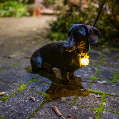 Hond met lichtgevende hanger aan halsband voor betere zichtbaarheid in het donker.
