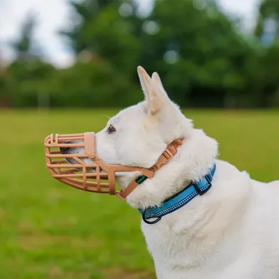 Hund mit braunem Maulkorb und blauem Halsband in einer grünen Umgebung. Zeigt die Passform und Nutzung des Maulkorbs.