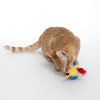 Gatto rosso gioca con una palla gioco colorata decorata con piume rosse e gialle.
