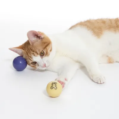 Kat spiller med to bolde, en gul bold med fåremotiv og en violet bold.