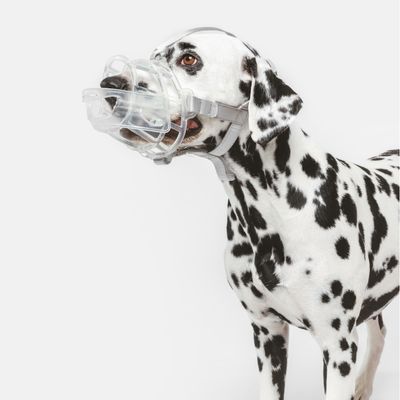 Dalmatiner con museruola trasparente e cinturini grigi regolabili, adatto a illustrare l'applicazione del prodotto.