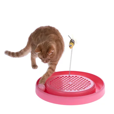 Katt leker med rosa plastleksak: rund platta med bollspår och fjädermonterad bi-figur. Katten rör vid bollen med tassen.