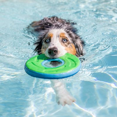 Hond zwemt in het water en houdt groen speelgoed in de vorm van een ring in zijn bek.