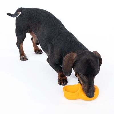 Hund leker med gult skosformad leksak av plast.