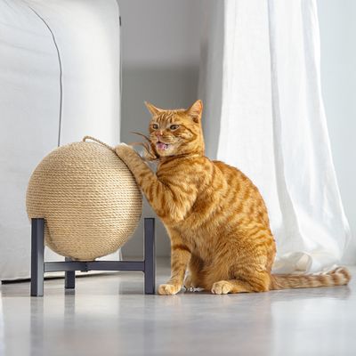 Rode kater krabt aan een bolvormig kraboppervlak van sisal, gemonteerd op een zwart metalen frame.