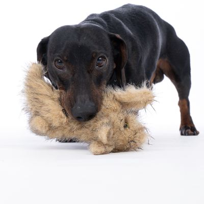 Czarny pies trzyma w pysku pluszową zabawkę w kształcie zwierzęcia.