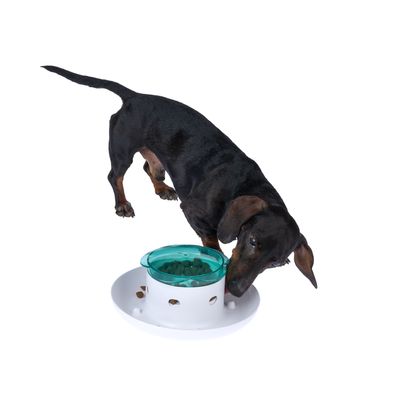 Chien teckel reniflant une gamelle blanche avec couvercle vert transparent et ouvertures latérales, croquettes visibles à l’intérieur.