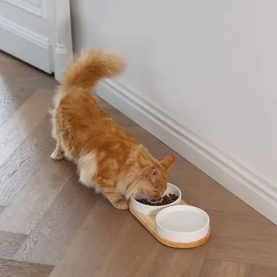 Chat roux mangeant des croquettes dans une gamelle double blanche avec support en bois, l’autre compartiment contient de l’eau. Gamelle posée au sol près d’un mur intérieur.