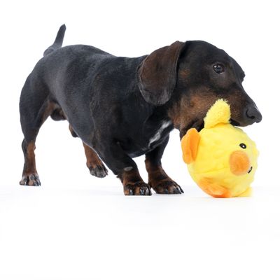 Cane che gioca con un gioco di peluche giallo a forma di pesce. Il prodotto mostra l'uso del gioco.