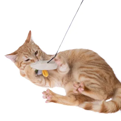 Gato rojo juega con un juguete colgante de tela y cuerda.