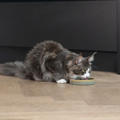 Gatto grigio mangia da una ciotola verde su un pavimento in legno.