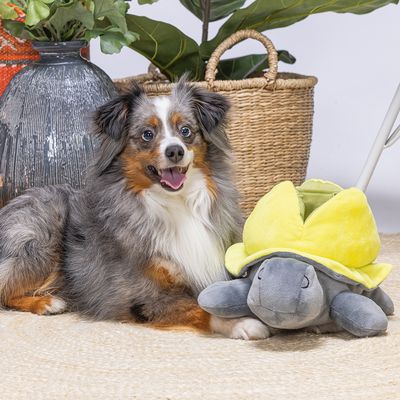 Hond naast een grijs pluchen speelgoed in de vorm van een schildpad met een geel schild.