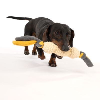 Cane gioca con un gioco in tessuto e gomma giallo e grigio.