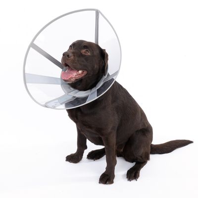 Brauner Hund trägt einen transparenten Schutzkragen mit grauem Rand, geeignet zur Verhinderung von Lecken oder Kratzen an Wunden.
