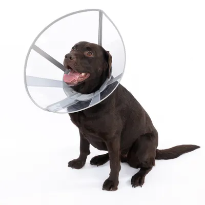 Bruine hond draagt een transparante beschermkraag met grijze rand, geschikt om likken of krabben aan wonden te voorkomen.