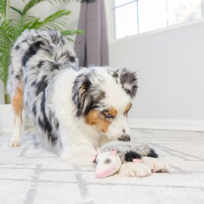 Chien adulte à poil long jouant avec une peluche en forme de rat sur un tapis clair dans un salon lumineux. Aucun texte ou marque visible.